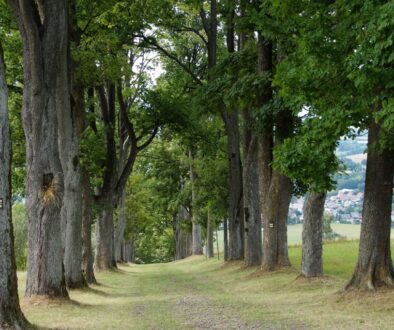 alley way trees summer deciduous 4510365
