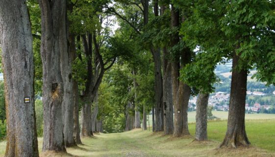 alley way trees summer deciduous 4510365