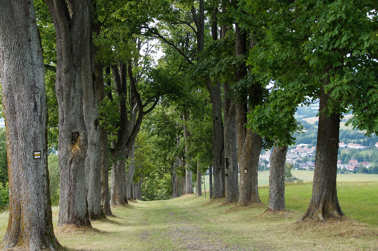 alley way trees summer deciduous 4510365