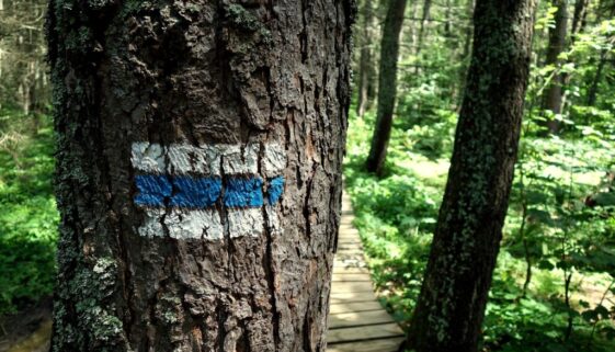 trail forest route walking 2721814