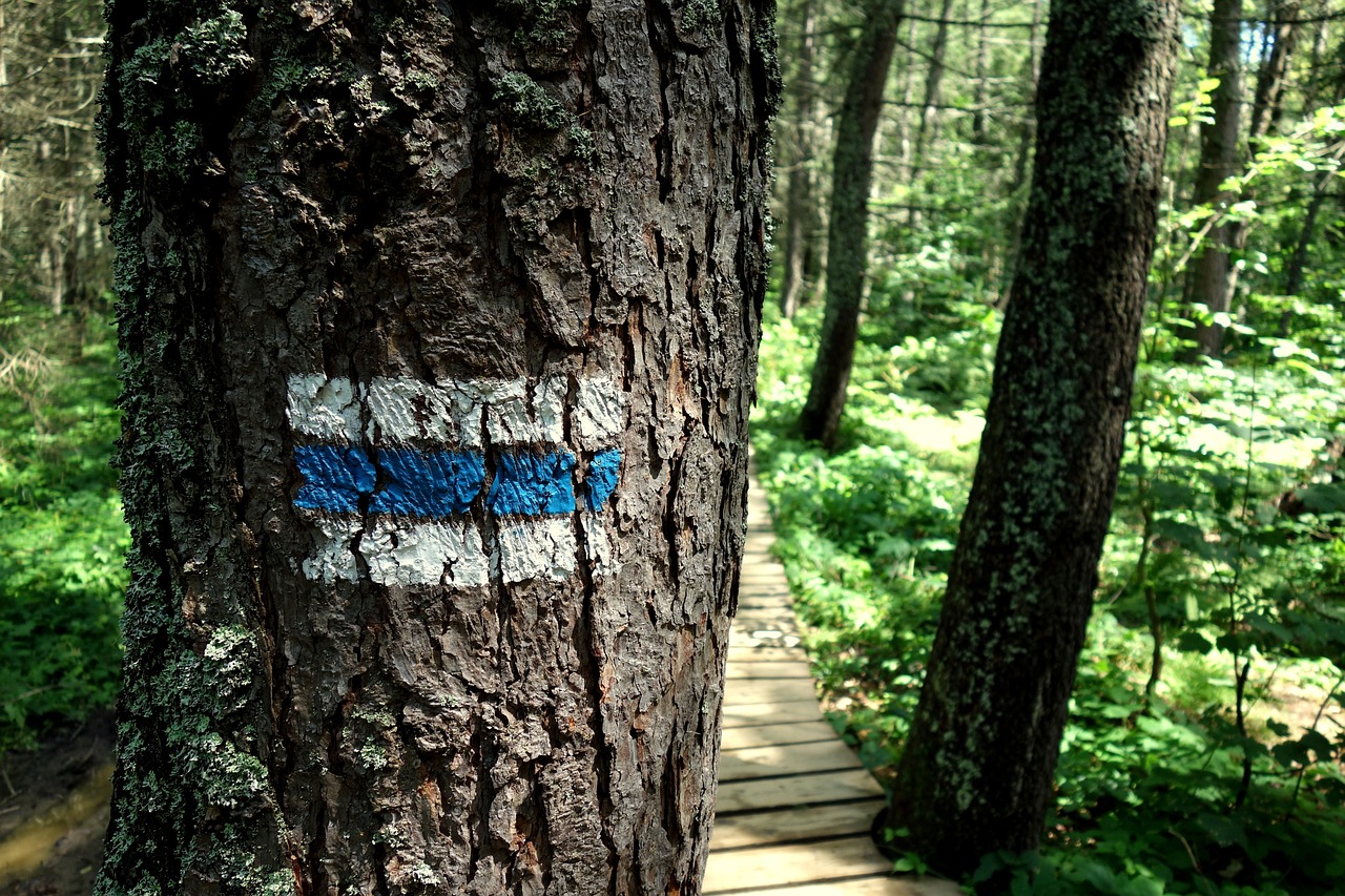 trail forest route walking 2721814