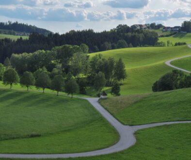 trees meadow field trails pathway 5444464